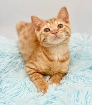 Cheese Grater -  Domestic Short Hair Cat for Adoption in Covington, Louisiana - Cheese Grater | PetCurious