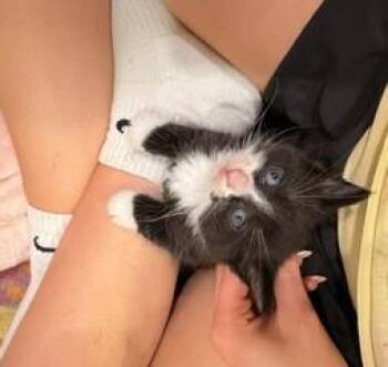 White Stripe and Pickles- LOVES OTHER CATS- In Foster care -  Domestic Short Hair and Tuxedo Cat for Adoption in Mendham, New Jersey - White Stripe And Pickles- LOVES OTHER CATS- In Foster Care | PetCurious