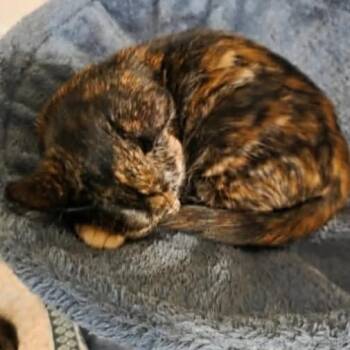 Domestic Short Hair Cats Available for Adoption - Bubbles | PetCurious