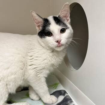 Domestic Short Hair Cats Available for Adoption in Champaign, Illinois - Frost | PetCurious