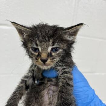 SVAS-Stray-39208 -  Domestic Medium Hair Cat for Adoption in Lyndhurst, Virginia - SVAS-Stray-39208 | PetCurious