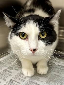 Domestic Short Hair Cats Available for Adoption in Wichita, Kansas - Yoda | PetCurious