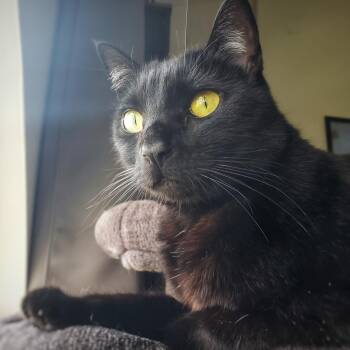Rescue Domestic Short Hair Cats for Adoption in Villa Park, California - Mitzy | PetCurious