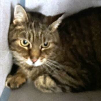 Rescue Domestic Short Hair Cats for Adoption in Pagosa Springs, Colorado - Purrlock | PetCurious