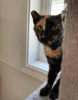 Lagertha -  Tortoiseshell and Domestic Short Hair Cat for Adoption in Island Lake, Illinois - Lagertha | PetCurious