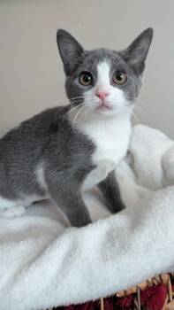 Rescue Domestic Short Hair Cats for Adoption in Lincoln Park, Michigan - Charlie | PetCurious