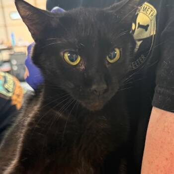 Hannah -  Domestic Short Hair Cat for Adoption in Tuscaloosa, Alabama - Hannah | PetCurious