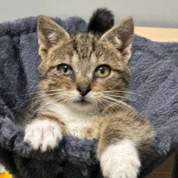 Rescue Domestic Short Hair Cats for Adoption in Lakeville, Minnesota - Louie | PetCurious