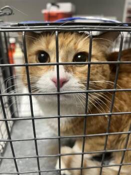 Domestic Short Hair Cats Available for Adoption in Las Vegas, Nevada - BUSTER | PetCurious