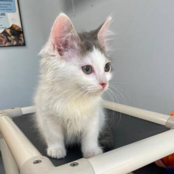 Vinny -  Domestic Medium Hair Cat for Adoption in Roanoke, Virginia - Vinny | PetCurious