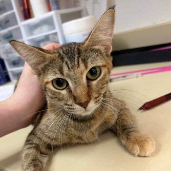 Erin -  Domestic Short Hair Cat for Adoption in Ardmore, Oklahoma - Erin | PetCurious
