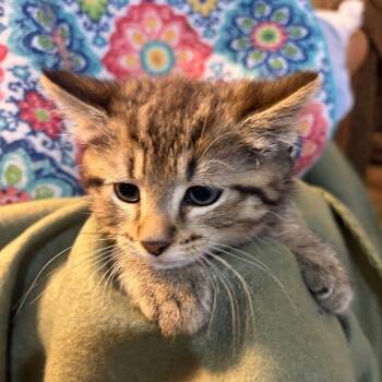 Domestic Short Hair Cats Available for Adoption in Waldorf, Maryland - Tabby Boy | PetCurious