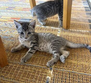 Angel -  Domestic Short Hair Cat for Adoption in Green Valley, Arizona - Angel | PetCurious