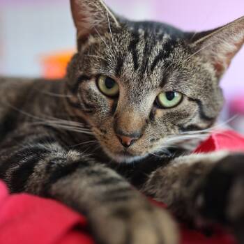 Rescue Domestic Short Hair Cats for Adoption in Buffalo, New York - Tubs | PetCurious