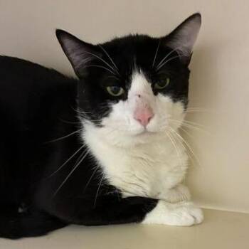 Domestic Short Hair Cats Available for Adoption in Dayton, Ohio - Seal | PetCurious