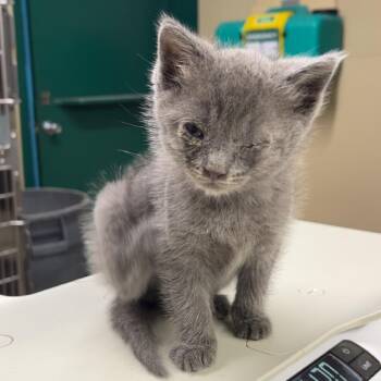 Maurice -  Domestic Short Hair and Domestic Medium Hair Cat for Adoption in Pauls Valley, Oklahoma - Maurice | PetCurious
