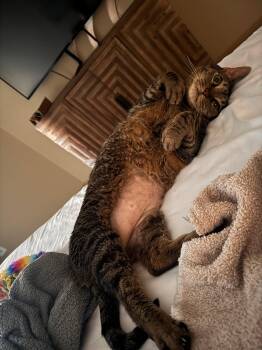 1. Frederick -  Domestic Short Hair Cat for Adoption in Denver, Colorado - 1. Frederick | PetCurious