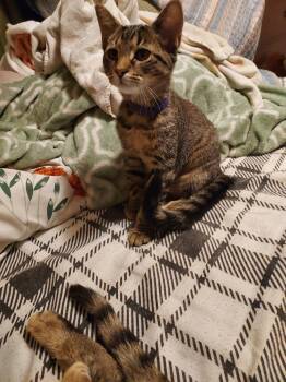 Rebel -  Domestic Short Hair Cat for Adoption in Plymouth, Michigan - Rebel | PetCurious