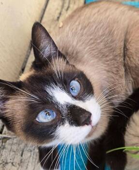 Siamese Cats Available for Adoption in Salinas, California - Mama Pepper | PetCurious