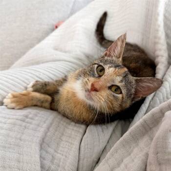 Domestic Short Hair and Torbie Cats Available for Adoption in Houston, Texas - Bellini | PetCurious