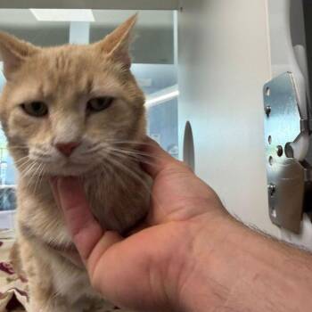 Domestic Short Hair Cats Available for Adoption - Jasper | PetCurious