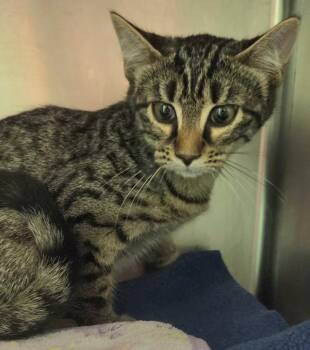Tiggs -  Domestic Short Hair Cat for Adoption in Olean, New York - Tiggs | PetCurious