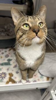 Domestic Short Hair Cats Available for Adoption in White Oak, Pennsylvania - Scooter | PetCurious