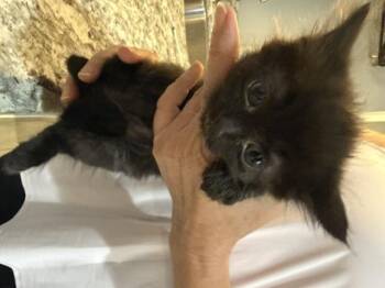 Ned -  Domestic Long Hair Cat for Adoption in Davidson, North Carolina - Ned | PetCurious