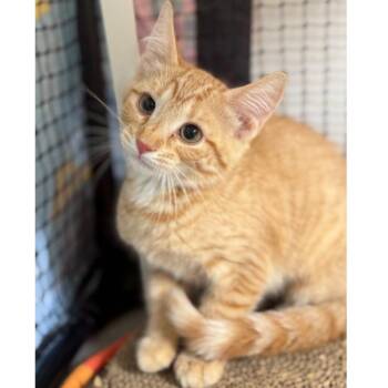 Wildflower -  Domestic Short Hair Cat for Adoption in Ridgely, Maryland - Wildflower | PetCurious