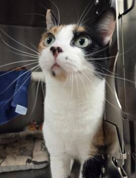 Coulis -  Domestic Short Hair Cat for Adoption in Vancouver, Washington - Coulis | PetCurious