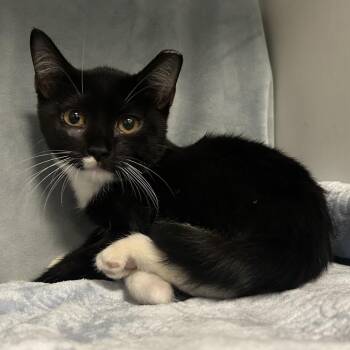 Airees Louisiana -  Domestic Short Hair Cat for Adoption in Denver, Colorado - Airees Louisiana | PetCurious