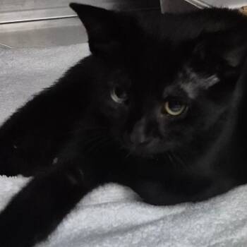 Aspen -  Domestic Short Hair Cat for Adoption in Troy, Virginia - Aspen | PetCurious