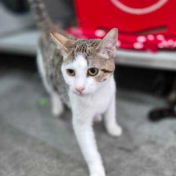 Domestic Short Hair Cats Available for Adoption in Bismarck, North Dakota - Fuschia | PetCurious