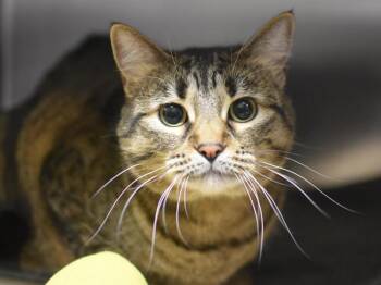 Domestic Short Hair Cats Available for Adoption in Portland, Oregon - Les | PetCurious