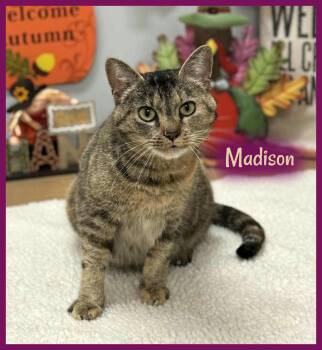 Rescue Domestic Short Hair Cats for Adoption in Wedowee, Alabama - Madison | PetCurious