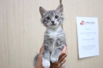 Elliot -  Domestic Short Hair Cat for Adoption in Brunswick, Georgia - Elliot | PetCurious
