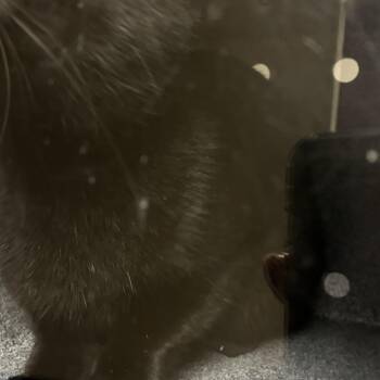 72398 -  Domestic Short Hair Cat for Adoption in Harrisonburg, Virginia - 72398 | PetCurious