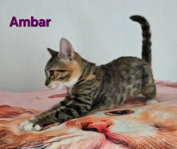 Ambar -  American Shorthair Cat for Adoption in Quail Heights, Florida - Ambar | PetCurious