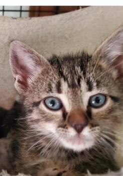 Domestic Short Hair Cats Available for Adoption in Covington, Louisiana - Twix | PetCurious