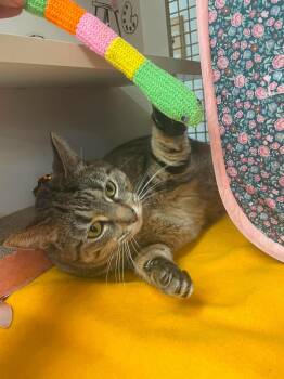 Domestic Short Hair Cats Available for Adoption in Homer Glen, Illinois - Pippi | PetCurious