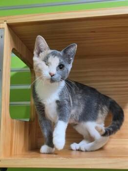 RENGAR -  Domestic Short Hair Cat for Adoption in St. Peters, Missouri - RENGAR | PetCurious