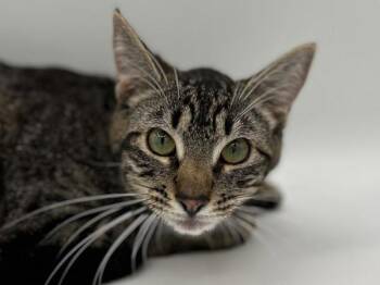 Wrenley -  Domestic Short Hair Cat for Adoption in Portland, Oregon - Wrenley | PetCurious