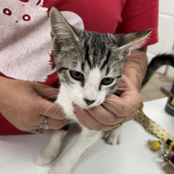 Dustin -  Domestic Short Hair Cat for Adoption in Starkville, Mississippi - Dustin | PetCurious