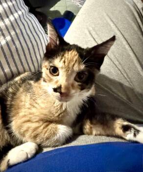 Domestic Short Hair Cats Available for Adoption in Rosenberg, Texas - Octavia W | PetCurious