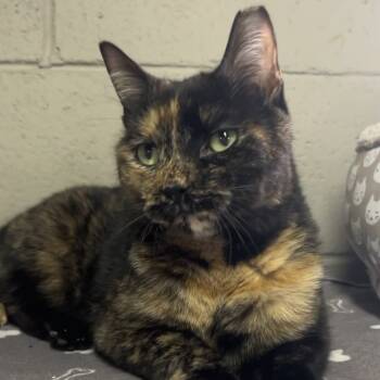 Rescue Domestic Short Hair Cats for Adoption in Etna, Pennsylvania - Bernadette | PetCurious