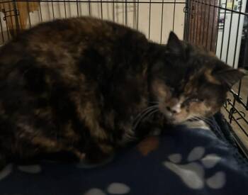 Domestic Short Hair Cats Available for Adoption in Parma Heights, Ohio - Pearl  | PetCurious