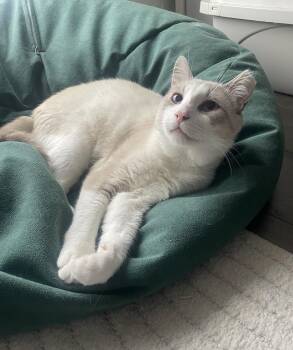 Jay -  Domestic Short Hair Cat for Adoption in Toronto, Ontario - Jay | PetCurious