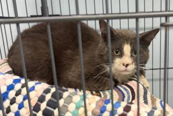 Señor Meow Meow -  Domestic Short Hair Cat Available for Adoption in Saint Clairsville, Ohio - Señor Meow Meow | PetCurious