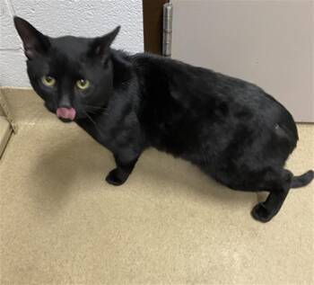 Domestic Short Hair Cats Available for Adoption in Derwood, Maryland - CURIOUS GEORGE | PetCurious