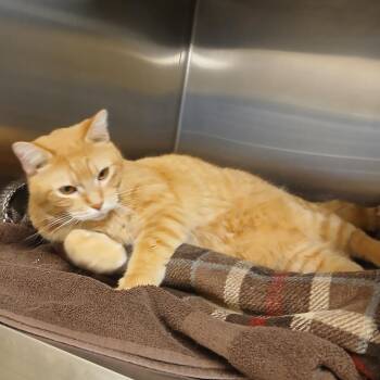 Domestic Short Hair Cats Available for Adoption - Pumpkin Roll | PetCurious